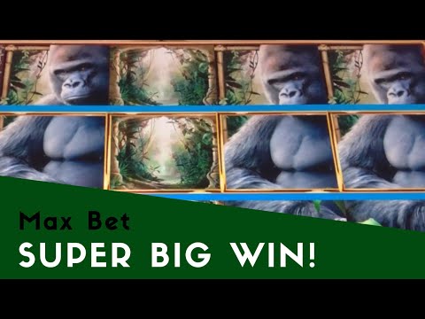 Queen of the Wild – Max Bet – SUPER BIG WIN!(and several other big win bonuses)