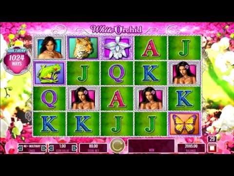 Long 50 free spins triggered mega win on white orchid slot wins today