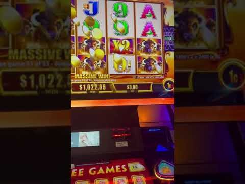 Buffalo Gold massive win #slot #buffalo #bigwin #casino