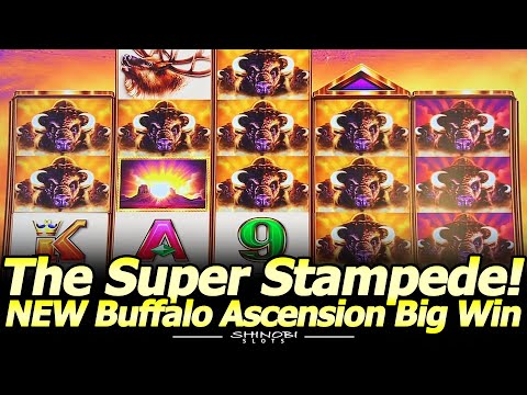 Super Stampede Mega Big Win! NEW Buffalo Ascension Slot Machine! 30 Minutes of Pain, 1 Minute of Joy